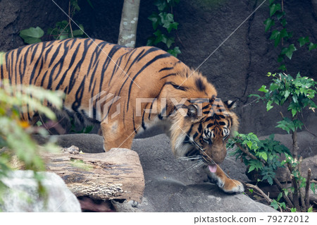 Kobe Animal Kingdom Sumatran Tiger 79272012