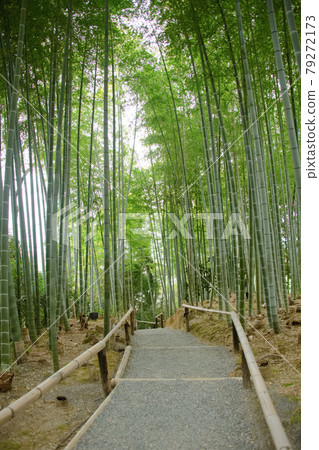 Bamboo grove of Kodaiji Temple Bamboo grove of Kodaiji Temple 79272173