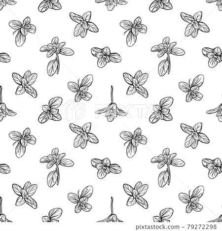 Basil Seamless Pattern. Italian herbs. Marjoram pattern. Hand-drawn illustration 79272298