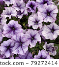 Petunia 007 79272414