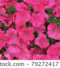Petunia 004 79272417