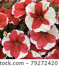 Petunia 001 79272420