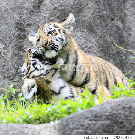 Amur tiger baby Amur tiger baby 79272458