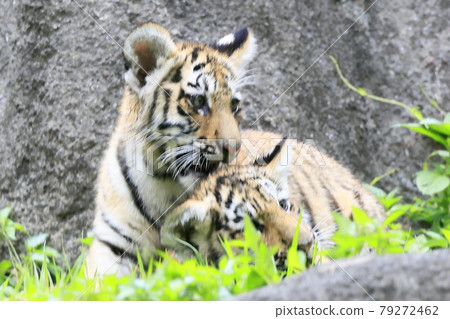 Amur tiger baby Amur tiger baby 79272462