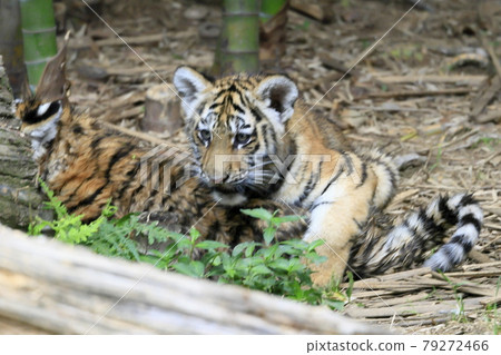 Amur tiger baby Amur tiger baby 79272466