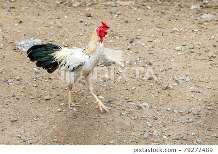 The White fighting cock is beautiful animal farm in garden The White fighting cock is beautiful animal farm in garden 79272489
