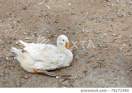 The white female goose is sit down and rest after walk in farm The white female goose is sit down and rest after walk in farm 79272490