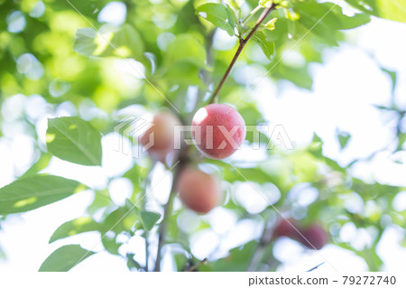 很多結果李子 79272740