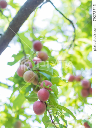 A lot of fruited plums 79272745