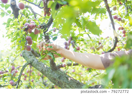 A woman enjoying plum hunting A woman enjoying plum hunting 79272772