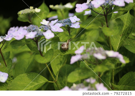 Hydrangea and Snail 79272815