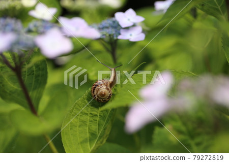 繡球花和蝸牛 79272819