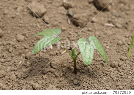 牽牛花的雙葉 79272939