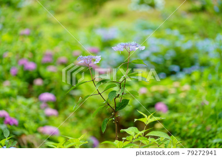 雨後的繡球花 79272941