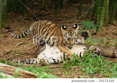 Playing Amur tiger children 79273198