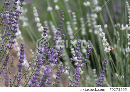 White lavender and purple lavender that bloom in early summer White lavender and purple lavender that bloom in early summer 79273265