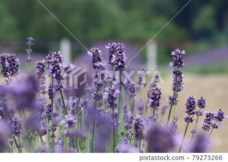 Purple lavender blooming in early summer Purple lavender blooming in early summer 79273266