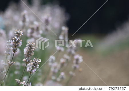 White lavender that blooms in early summer White lavender that blooms in early summer 79273267