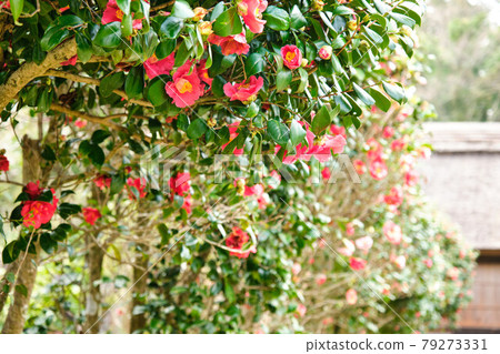 Camellia flower 79273331