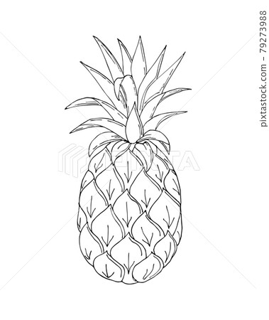 Pineapple doodling, black contour hand drawing, on a white background, isolated. Pineapple doodling, black contour hand drawing, on a white background, isolated. 79273988