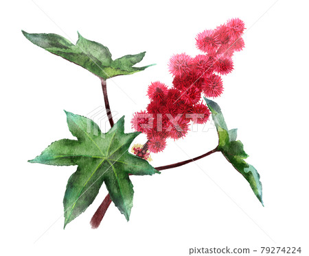 蓖麻子的水彩插圖 79274224