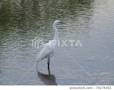 Daisuke in the river 79274262