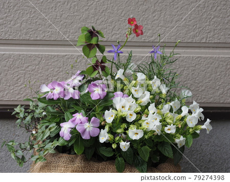 種花 79274398