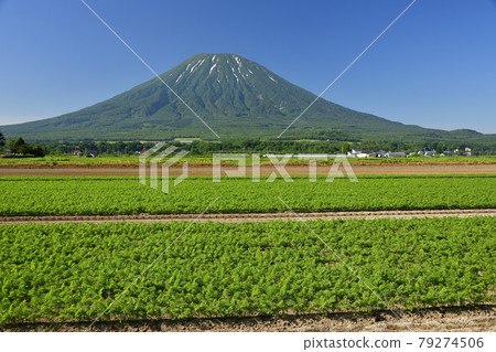 在北海道俱知安拍攝初夏的胡蘿蔔田和羊蹄山(蝦夷富士)的殘雪景色 在北海道俱知安拍攝初夏的胡蘿蔔田和羊蹄山(蝦夷富士)的殘雪景色 79274506