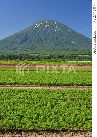 在北海道俱知安拍攝初夏的胡蘿蔔田和羊蹄山（蝦夷富士）的殘雪景色 79274507