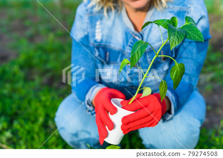 Female gardener wearing denim holds pepper seedling in her hands. Gardening concept. Selective focus. Space for text. Female gardener wearing denim holds pepper seedling in her hands. Gardening concept. Selective focus. Space for text. 79274508
