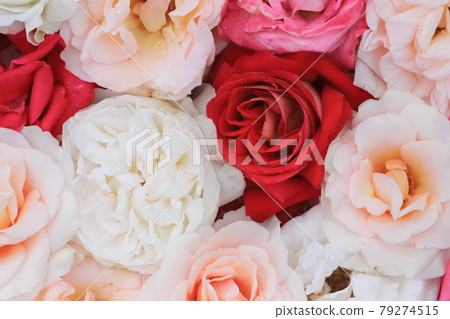 A bouquet of roses when viewed from the front 79274515