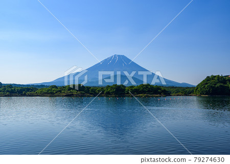 (Yamanashi Prefecture) Clear sky and child hugging Fuji / Lake Shoji (Yamanashi Prefecture) Clear sky and child hugging Fuji / Lake Shoji 79274630