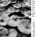 Leaf 001-bk (Fuki leaf / color processing) 79274734