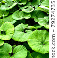 Leaf 001 (Japanese butterbur leaf) 79274735