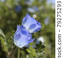 Fairy Nemophila 79275293