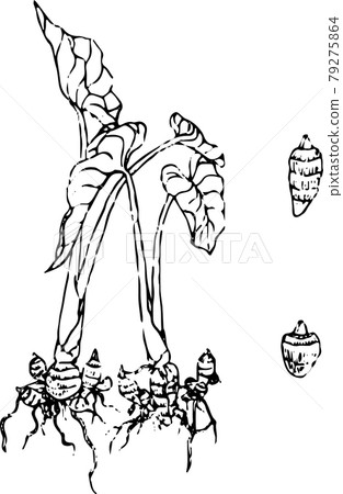 芋頭素描 79275864