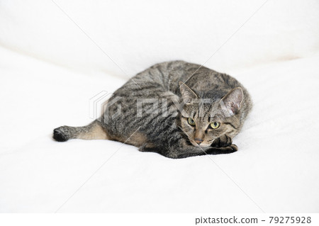 Chi-chan, a cat lying down Chi-chan, a cat lying down 79275928