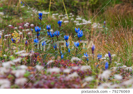 Alpine plant in Daisetsuzan National Park Ezooya Marine Doe 79276069