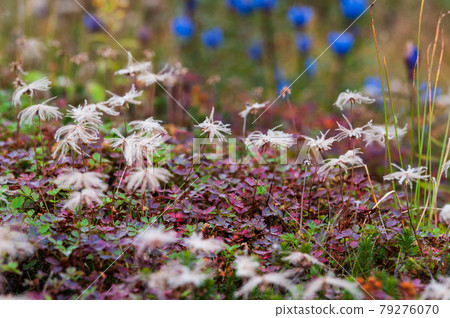 Alpine plant in Daisetsuzan National Park Ezooya Marine Doe 79276070