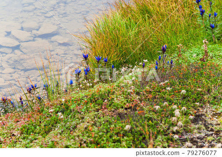 Alpine plant in Daisetsuzan National Park Ezooya Marine Doe 79276077