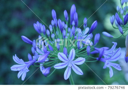 Flowering of agapanthus (color temperature conversion photography) 79276746
