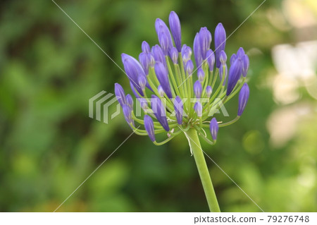 The buds just before the flowering of Agapanthus are also beautiful The buds just before the flowering of Agapanthus are also beautiful 79276748