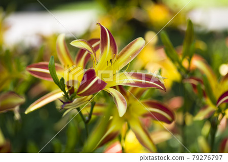 Yellow and red daylilies (Hemerocallis) are in bloom. The name of this daily is Gay Troubador. 79276797