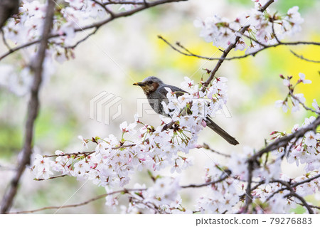 Bulbul and cherry 79276883