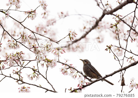 Bulbul and cherry Bulbul and cherry 79276885