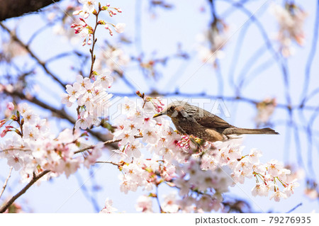 Bulbul and cherry Bulbul and cherry 79276935