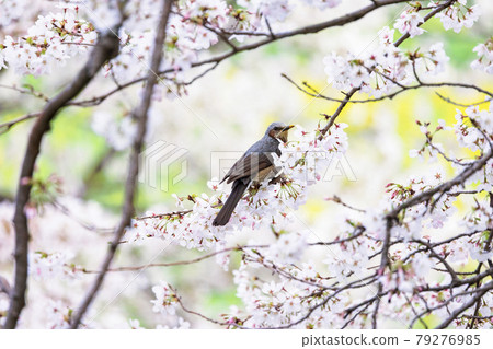 Bulbul and cherry Bulbul and cherry 79276985