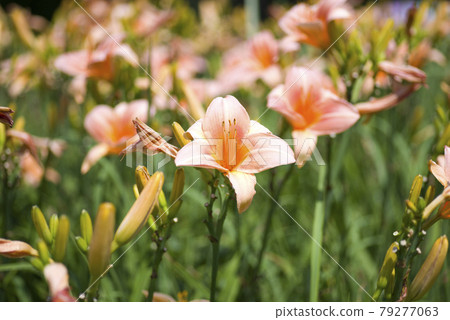 粉紅色的日常（萱草）正在盛開。這份日報的名字是波斯公主。 79277063