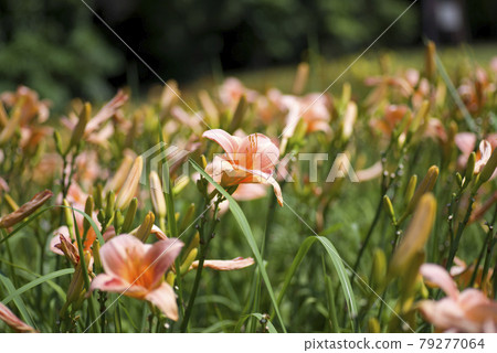 粉紅色的日常（萱草）正在盛開。這份日報的名字是波斯公主。 79277064
