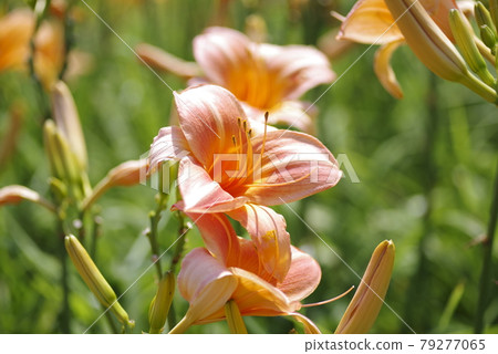 粉紅色的日常（萱草）正在盛開。這份日報的名字是波斯公主。 79277065